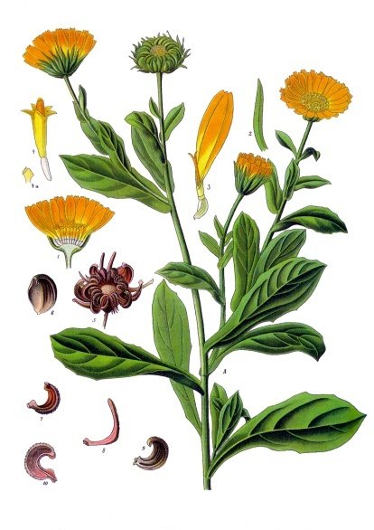 calendula